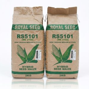 The best maize seeds for short rains in Kenya 2026