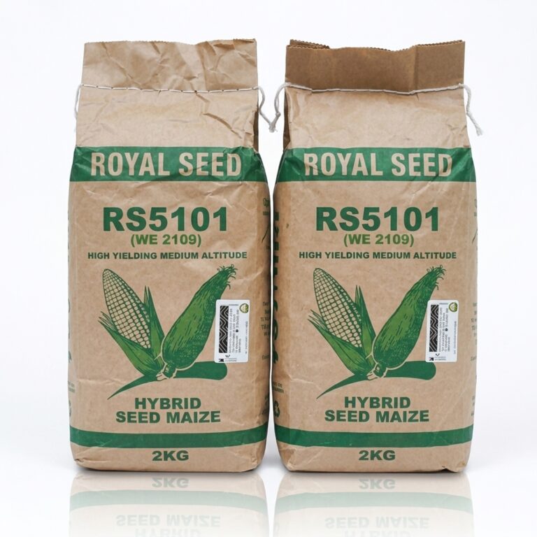 The best maize seeds for short rains in Kenya 2026