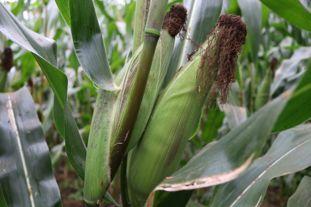 how to grow maize step by step